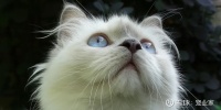 进口VS国产,猫三联或将走向内卷 导读:各大企业的猫三联产品纷纷上市与进口疫苗抢市场,猫三联或将走向内卷。2023年
