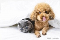 宠物消毒:养宠物狗有必要每年打狂犬针吗?