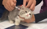 新手必看！妙三多怎么打？学会才能保护猫咪健康！