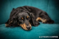 济宁宠物狗狗安葬指南：合适的场所与方式