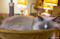 宠物保健品哪个牌子的好？宠物保健品排行榜10强推荐