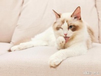 2023年宠物营养品十大品牌排行