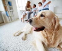 全国十大宠物加盟排名有哪些比较受欢迎？宠物加盟店品牌有这些不错