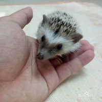 宠物店和宠物医院怎么合作