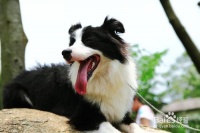 去宠物店买狗要注意什么 去宠物店买狗注意事项