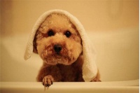 爪爪宠物店加盟