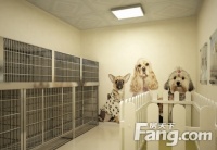 宠物店装修攻略，宠物店装修应该注意什么