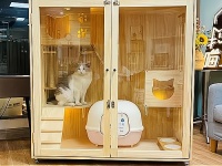 了解宠物猫市场，让你的创业之路更加宽广！