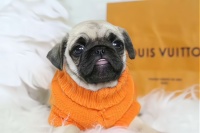 信阳宠物狗市场调研：发现无限商机，引领创业潮流