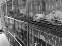 西安宠物市场交易乱象调查：千元买的宠物狗 没过几天就病了