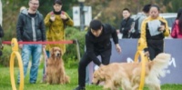 30万+宠物犬拉动经济亿元级消费