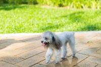 深圳宠物展有宠物买/卖吗