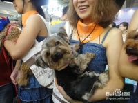 上海宠物展历届数据对比