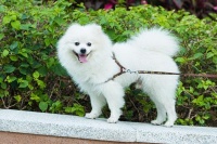 2021深圳国际宠物展门票价格