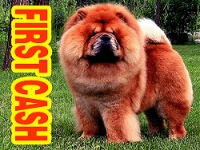 纯种松狮犬好养吗