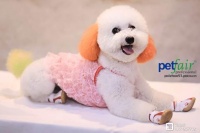 全亚洲最大的宠物展还有3天就开始了，错过再等一年