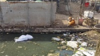 “星期狗”哪儿来的？30多家“犬业基地”扎推上海西南角，污水横流环境不堪