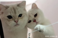 大神提供的8个宠物店引流方式，总有一个适合你的店铺