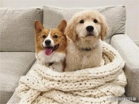 氧宠博士：更适合新手养宠人的养宠工具