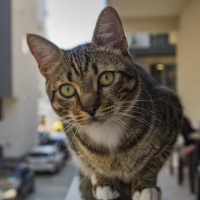 宠物湿粮系统软件APP开发（外包服务商）