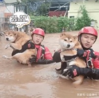 抗洪中温暖一幕！所有生命都在被善待，消防员解救被困宠物