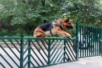 5年里，他们帮1300只走丢的宠物回家