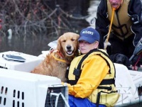 飓风之后的动物救援日记