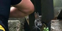 昂贵的救援行动！7500美元的救援只为一只宠物猫，结果猫大人自己溜达回家了……