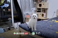 他们守着监控，看自己留守武汉的宠物如何被救