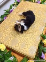 绵阳宠物猫咪火化服务中心全面介绍