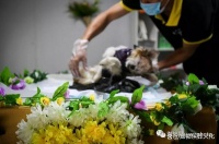 重庆狗狗火化价格，让您心安理得、合理送别爱宠！