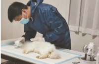 猫和狗去世后都去哪里火化的？