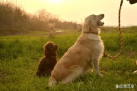 宠物火化服务有哪些？宠物殡葬具体的流程介绍