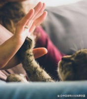 肇庆宠物猫咪火化费用一览：了解火化费用的一站式指南！