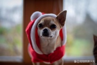 深圳南山宠物火化殡葬服务详解（地址、流程、收费标准）