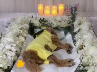 北京宠物火化殡葬费用及服务收费标准，帮助您合理掌握开销