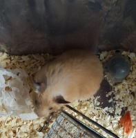 仓鼠火化收费700元？揭秘宠物殡葬“天价”背后的“生意经”