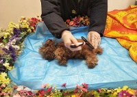 宠物殡葬的流程是什么?