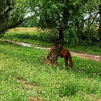 ㊙️十秒带你了解完宠物殡葬火化全流程✍✅