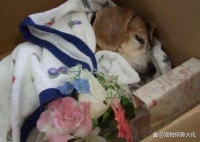 重庆宠物火化服务中心：尊贵的宠物殡葬解决方案