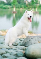 宠物狗认知动物行为学详解