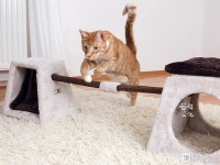 【喵呜·行为】什么时候你会需要猫咪行为咨询师？