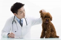 宠物医学是什么专业?