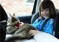 宠物的奇妙“魔法”——一只猫的陪伴，改变了自闭症女孩的一生