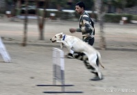 宠物小知识：犬的忠诚与依恋意识以及争宠邀功与自我表现意识等