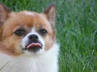 谁说狗只是宠物？它们是我们治愈内心创伤的力量