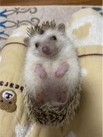 异宠爱好者：他在家里养了180多只蜥蜴 被吐槽养宠像在“搞养殖”