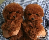 泰迪犬营养不良怎么办？如何补充营养