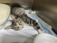 猫传染性腹膜炎与胸水抽取：如何决策并做好护理？