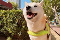 适量补充铁元素对宠物猫、犬的重要意义